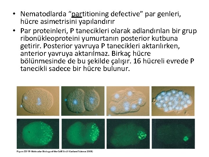  • Nematodlarda “partitioning defective” par genleri, hücre asimetrisini yapılandırır • Par proteinleri, P