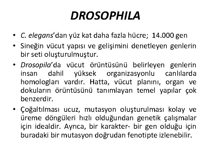 DROSOPHILA • C. elegans’dan yüz kat daha fazla hücre; 14. 000 gen • Sineğin