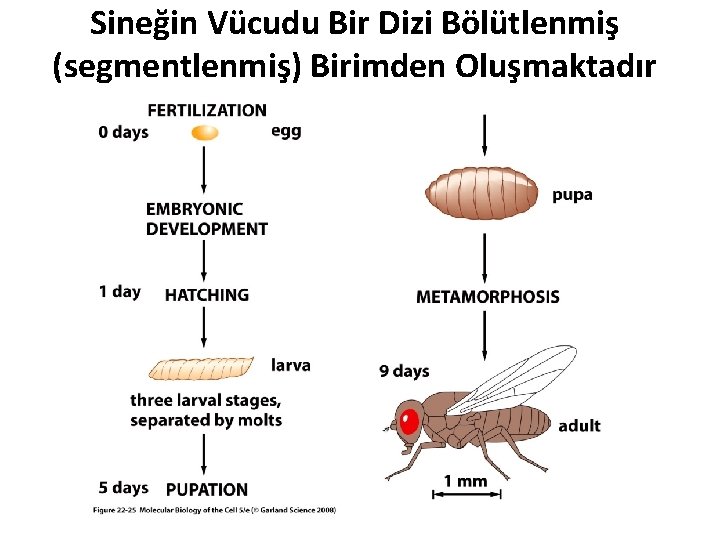 Sineğin Vücudu Bir Dizi Bölütlenmiş (segmentlenmiş) Birimden Oluşmaktadır 