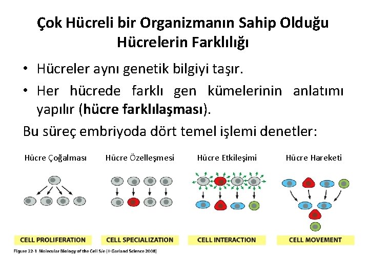 Çok Hücreli bir Organizmanın Sahip Olduğu Hücrelerin Farklılığı • Hücreler aynı genetik bilgiyi taşır.