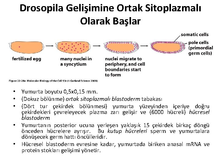 Drosopila Gelişimine Ortak Sitoplazmalı Olarak Başlar • Yumurta boyutu 0, 5 x 0, 15