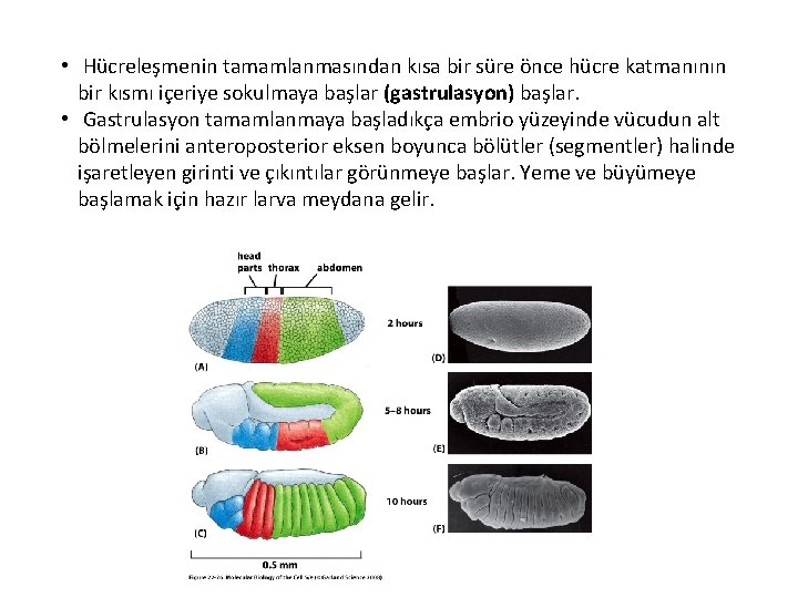  • Hücreleşmenin tamamlanmasından kısa bir süre önce hücre katmanının bir kısmı içeriye sokulmaya