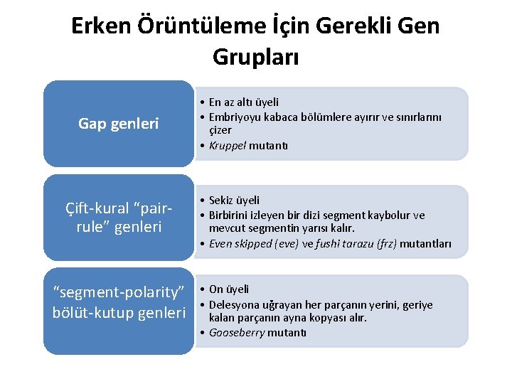Erken Örüntüleme İçin Gerekli Gen Grupları Gap genleri Çift-kural “pairrule” genleri “segment-polarity” bölüt-kutup genleri