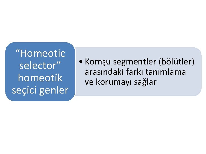 “Homeotic • Komşu segmentler (bölütler) selector” arasındaki farkı tanımlama homeotik ve korumayı sağlar seçici