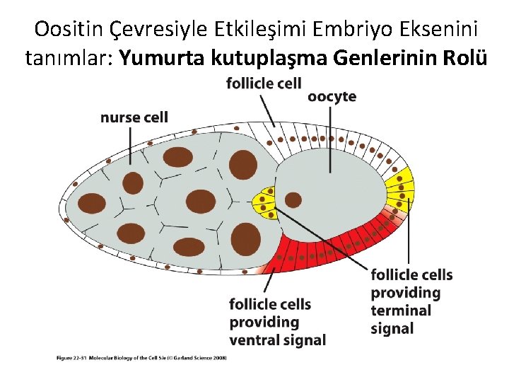 Oositin Çevresiyle Etkileşimi Embriyo Eksenini tanımlar: Yumurta kutuplaşma Genlerinin Rolü 
