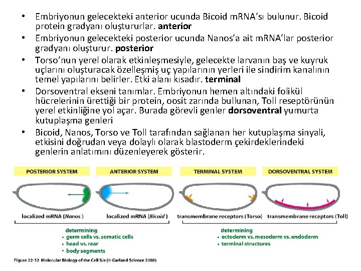  • Embriyonun gelecekteki anterior ucunda Bicoid m. RNA’sı bulunur. Bicoid protein gradyanı oluştururlar.