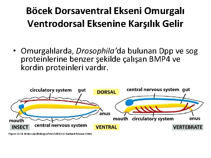Böcek Dorsaventral Ekseni Omurgalı Ventrodorsal Eksenine Karşılık Gelir • Omurgalılarda, Drosophila’da bulunan Dpp ve