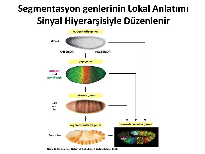 Segmentasyon genlerinin Lokal Anlatımı Sinyal Hiyerarşisiyle Düzenlenir 