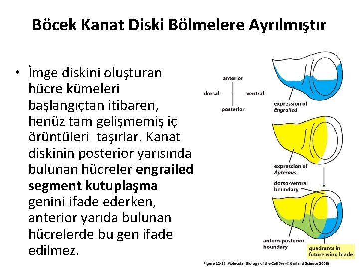 Böcek Kanat Diski Bölmelere Ayrılmıştır • İmge diskini oluşturan hücre kümeleri başlangıçtan itibaren, henüz