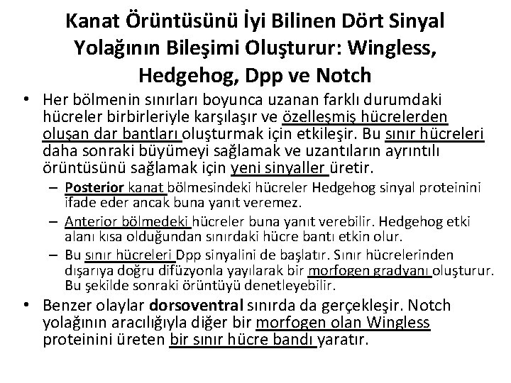 Kanat Örüntüsünü İyi Bilinen Dört Sinyal Yolağının Bileşimi Oluşturur: Wingless, Hedgehog, Dpp ve Notch