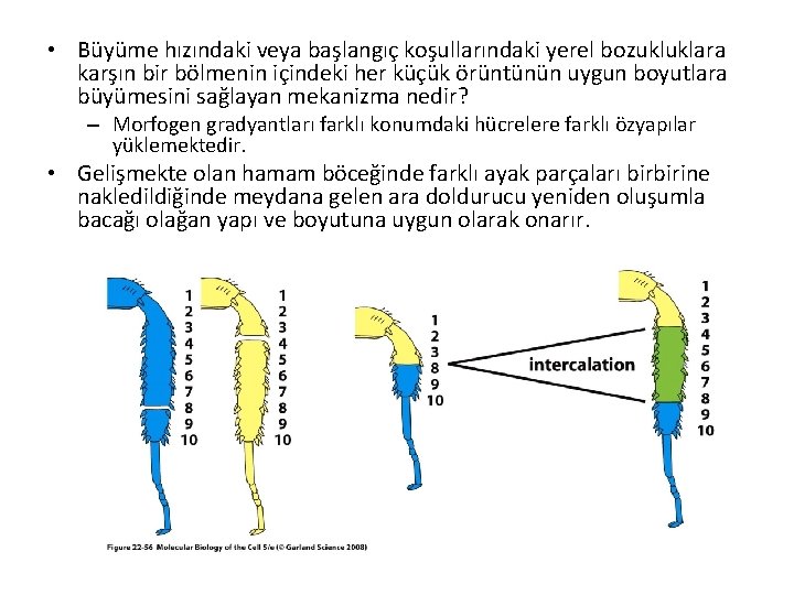  • Büyüme hızındaki veya başlangıç koşullarındaki yerel bozukluklara karşın bir bölmenin içindeki her