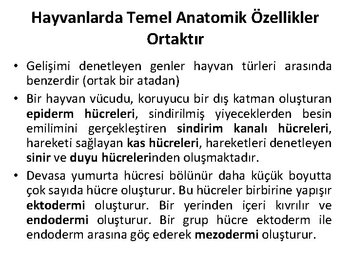 Hayvanlarda Temel Anatomik Özellikler Ortaktır • Gelişimi denetleyen genler hayvan türleri arasında benzerdir (ortak