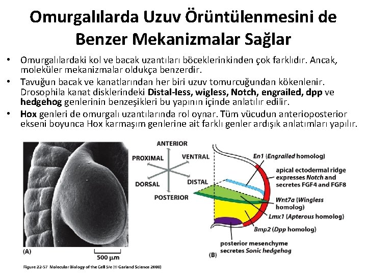 Omurgalılarda Uzuv Örüntülenmesini de Benzer Mekanizmalar Sağlar • Omurgalılardaki kol ve bacak uzantıları böceklerinkinden