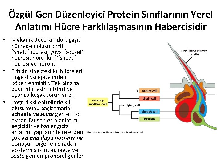 Özgül Gen Düzenleyici Protein Sınıflarının Yerel Anlatımı Hücre Farklılaşmasının Habercisidir • Mekanik duyu kılı