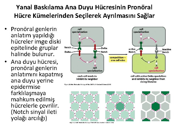 Yanal Baskılama Ana Duyu Hücresinin Pronöral Hücre Kümelerinden Seçilerek Ayrılmasını Sağlar • Pronöral genlerin