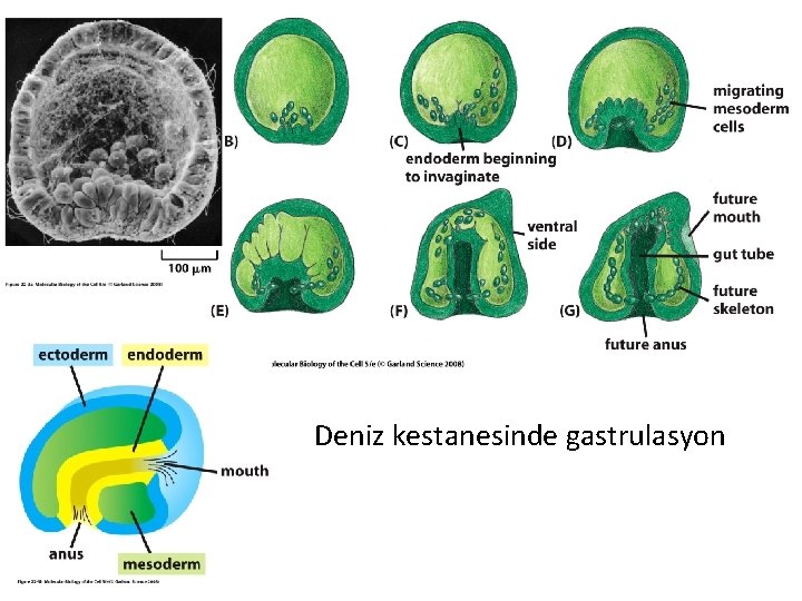 Deniz kestanesinde gastrulasyon 