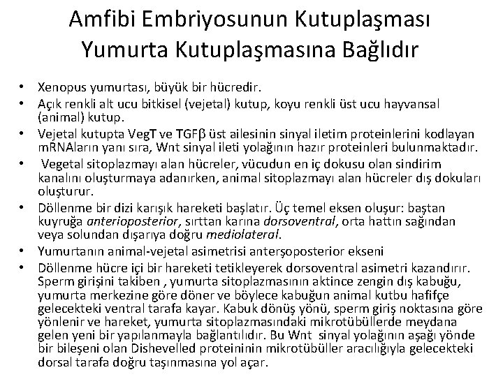 Amfibi Embriyosunun Kutuplaşması Yumurta Kutuplaşmasına Bağlıdır • Xenopus yumurtası, büyük bir hücredir. • Açık