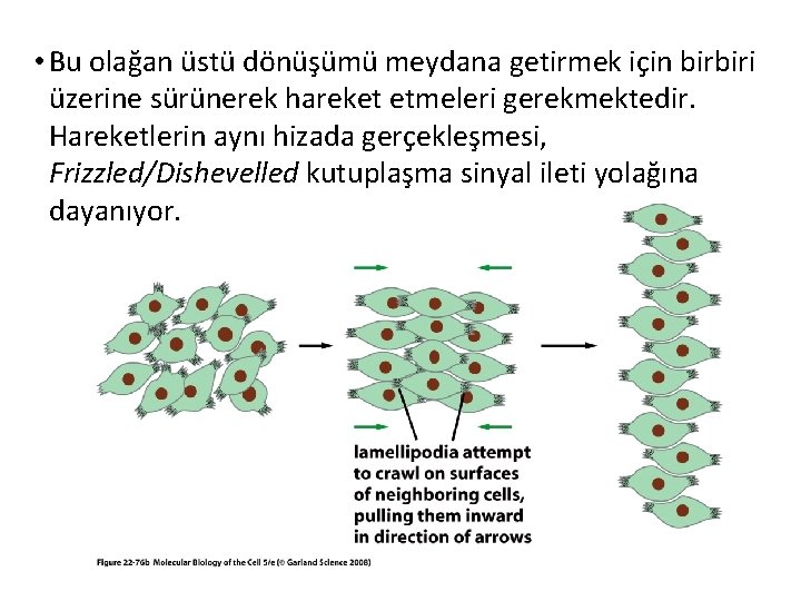  • Bu olağan üstü dönüşümü meydana getirmek için birbiri üzerine sürünerek hareket etmeleri