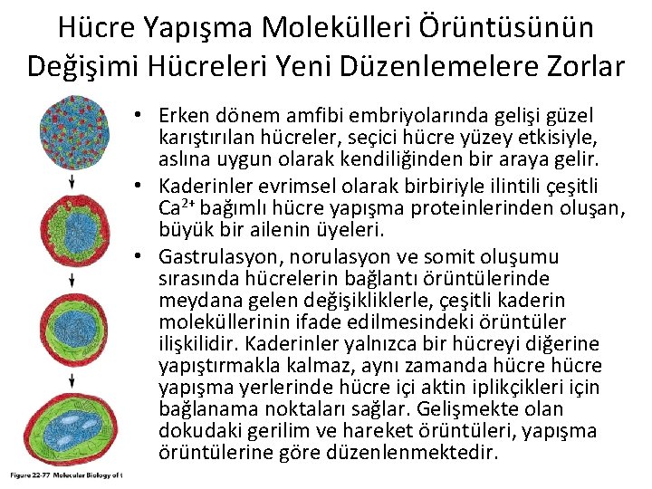 Hücre Yapışma Molekülleri Örüntüsünün Değişimi Hücreleri Yeni Düzenlemelere Zorlar • Erken dönem amfibi embriyolarında