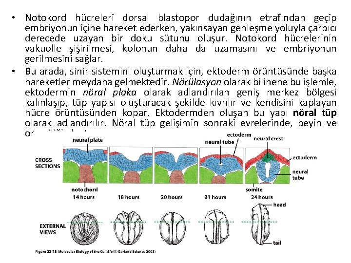  • Notokord hücreleri dorsal blastopor dudağının etrafından geçip embriyonun içine hareket ederken, yakınsayan