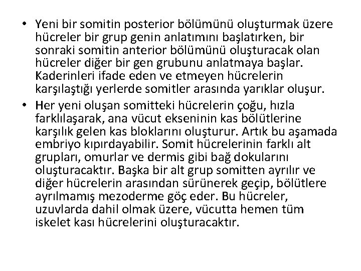  • Yeni bir somitin posterior bölümünü oluşturmak üzere hücreler bir grup genin anlatımını