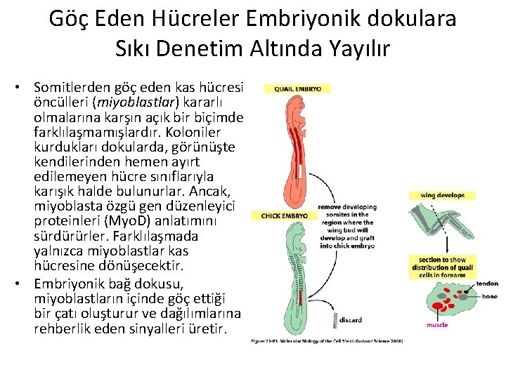 Göç Eden Hücreler Embriyonik dokulara Sıkı Denetim Altında Yayılır • Somitlerden göç eden kas