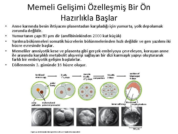 Memeli Gelişimi Özelleşmiş Bir Ön Hazırlıkla Başlar • • • Anne karnında besin ihtiyacını