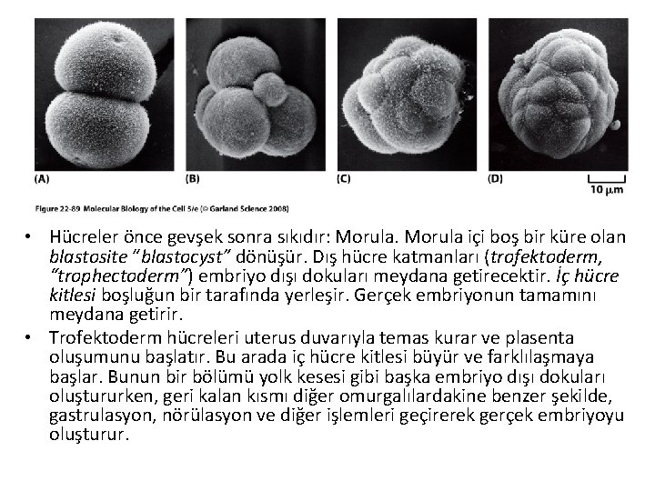  • Hücreler önce gevşek sonra sıkıdır: Morula içi boş bir küre olan blastosite