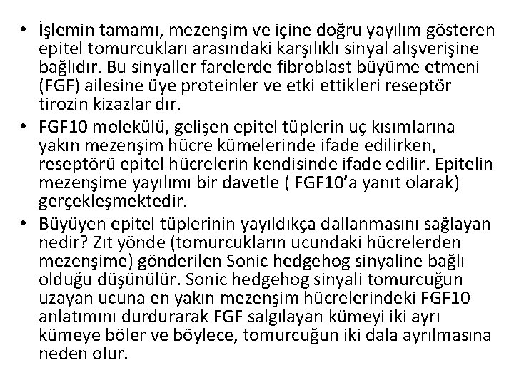  • İşlemin tamamı, mezenşim ve içine doğru yayılım gösteren epitel tomurcukları arasındaki karşılıklı