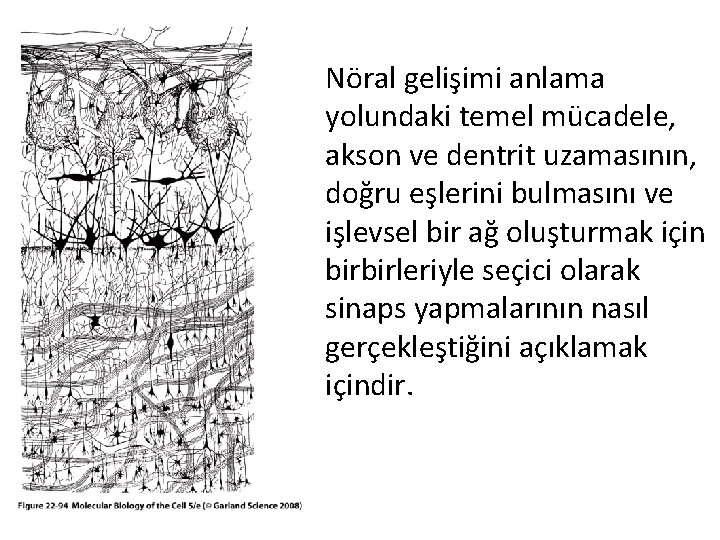  • Nöral gelişimi anlama yolundaki temel mücadele, akson ve dentrit uzamasının, doğru eşlerini