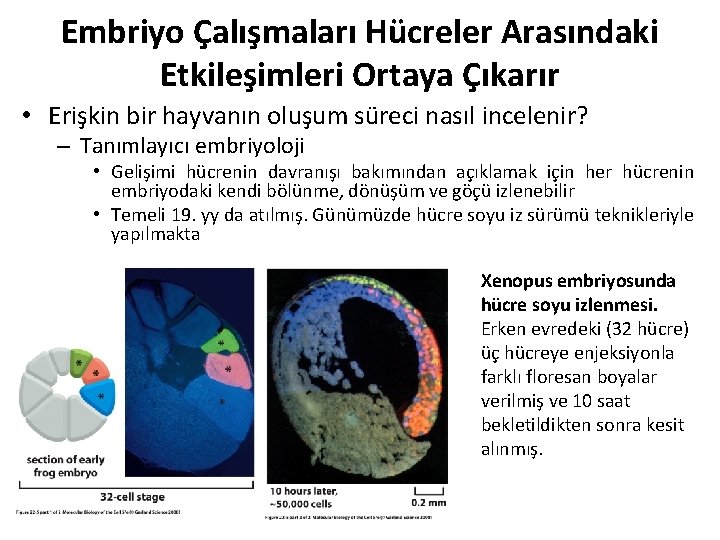 Embriyo Çalışmaları Hücreler Arasındaki Etkileşimleri Ortaya Çıkarır • Erişkin bir hayvanın oluşum süreci nasıl