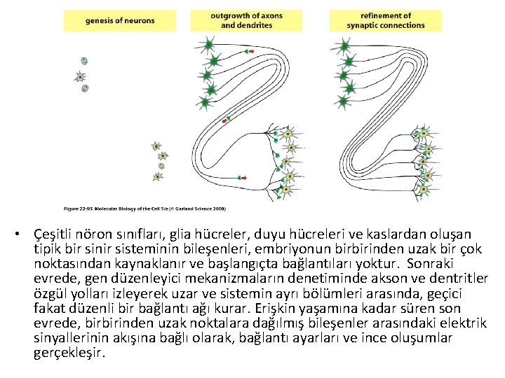  • Çeşitli nöron sınıfları, glia hücreler, duyu hücreleri ve kaslardan oluşan tipik bir