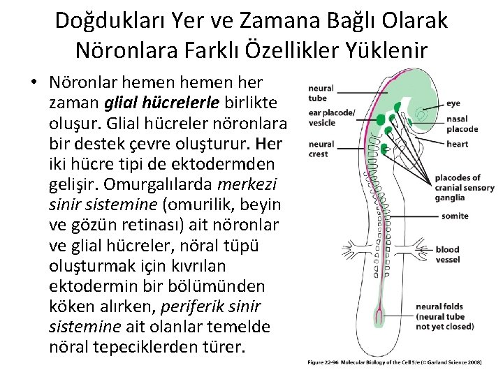 Doğdukları Yer ve Zamana Bağlı Olarak Nöronlara Farklı Özellikler Yüklenir • Nöronlar hemen her