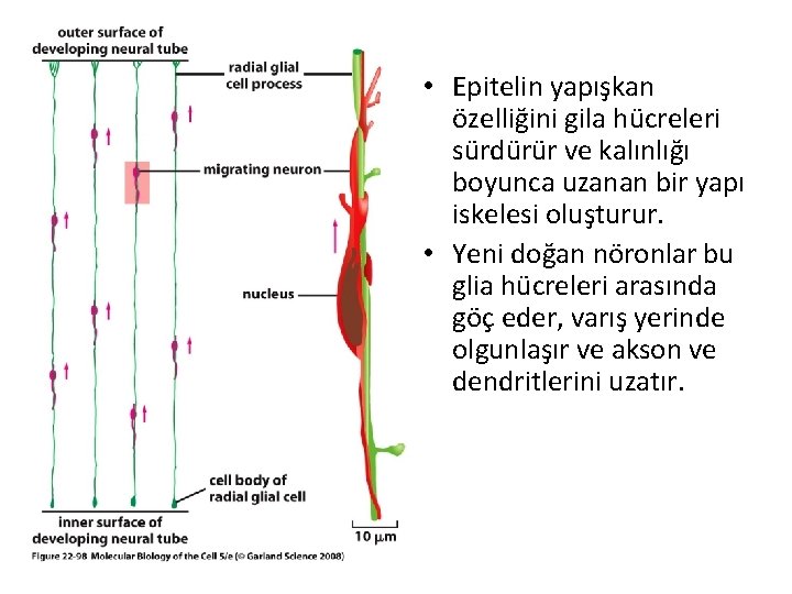  • Epitelin yapışkan özelliğini gila hücreleri sürdürür ve kalınlığı boyunca uzanan bir yapı