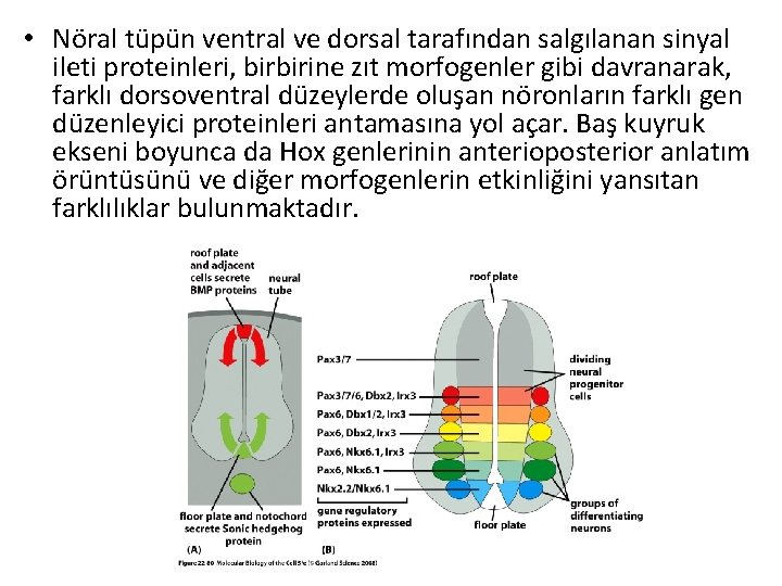  • Nöral tüpün ventral ve dorsal tarafından salgılanan sinyal ileti proteinleri, birbirine zıt