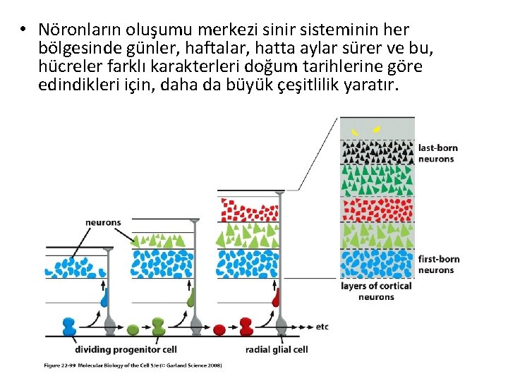  • Nöronların oluşumu merkezi sinir sisteminin her bölgesinde günler, haftalar, hatta aylar sürer