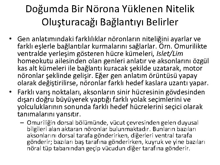 Doğumda Bir Nörona Yüklenen Nitelik Oluşturacağı Bağlantıyı Belirler • Gen anlatımındaki farklılıklar nöronların niteliğini
