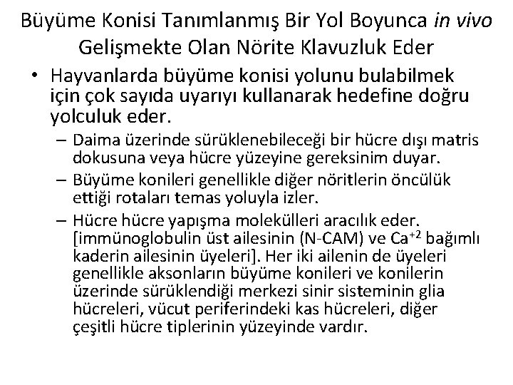 Büyüme Konisi Tanımlanmış Bir Yol Boyunca in vivo Gelişmekte Olan Nörite Klavuzluk Eder •