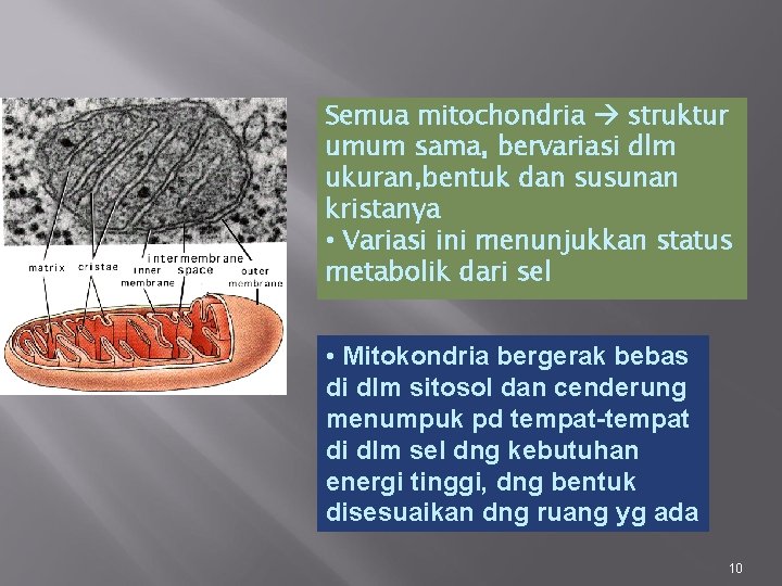 Semua mitochondria struktur umum sama, bervariasi dlm ukuran, bentuk dan susunan kristanya • Variasi