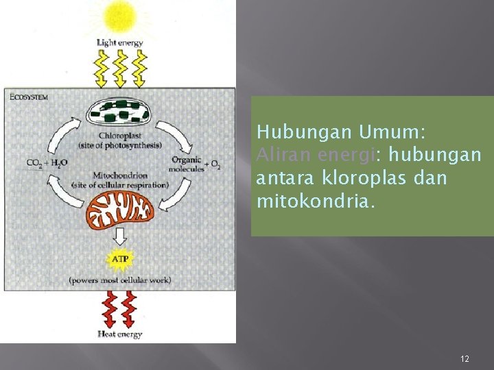 Hubungan Umum: Aliran energi: hubungan antara kloroplas dan mitokondria. 12 