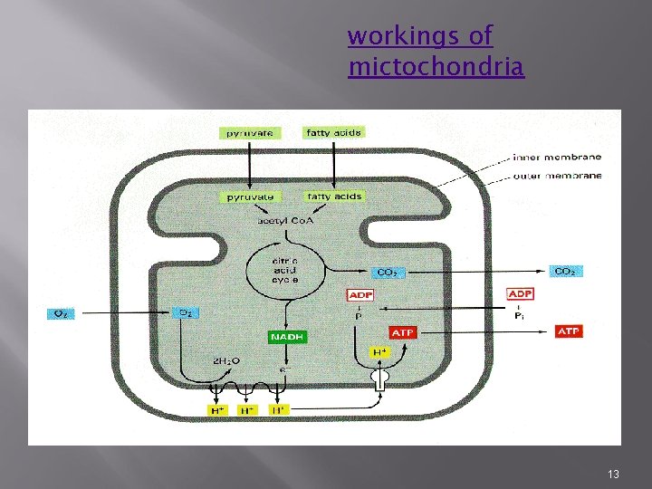 workings of mictochondria 13 