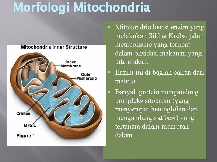 Morfologi Mitochondria Mitokondria berisi enzim yang melakukan Siklus Krebs, jalur metabolisme yang terlibat dalam