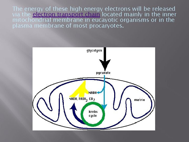 The energy of these high energy electrons will be released via the electron transport