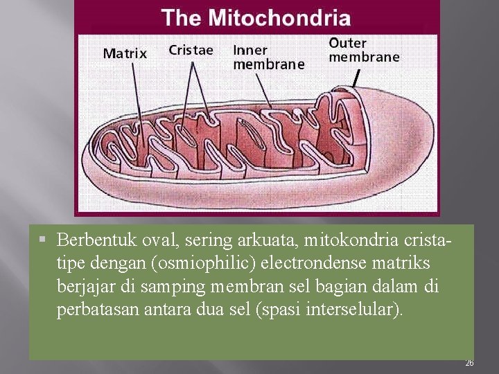  Berbentuk oval, sering arkuata, mitokondria cristatipe dengan (osmiophilic) electrondense matriks berjajar di samping