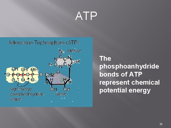 ATP The phosphoanhydride bonds of ATP represent chemical potential energy 30 