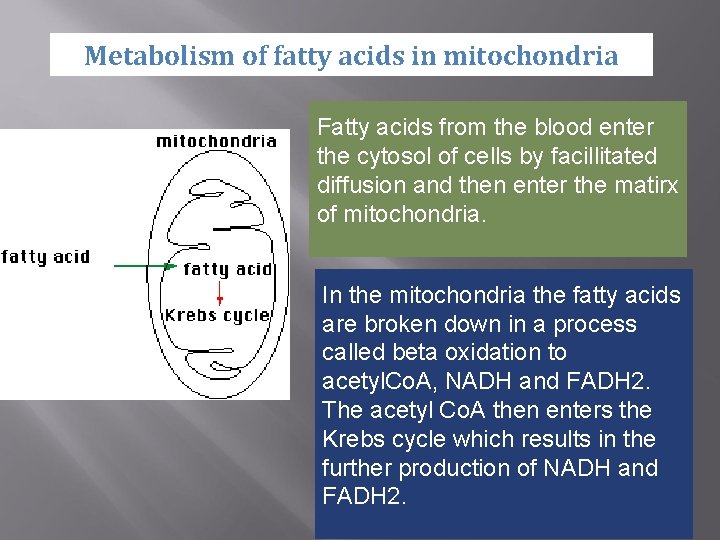 Metabolism of fatty acids in mitochondria Fatty acids from the blood enter the cytosol