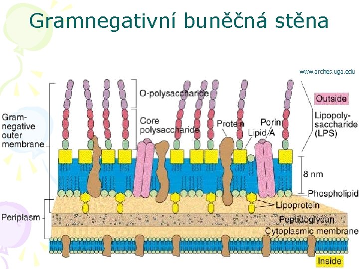 Gramnegativní buněčná stěna www. arches. uga. edu 15 