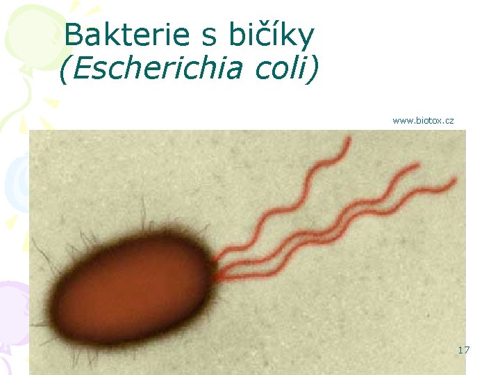 Bakterie s bičíky (Escherichia coli) www. biotox. cz 17 