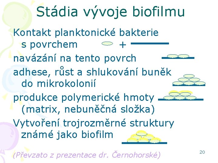 Stádia vývoje biofilmu Kontakt planktonické bakterie s povrchem + navázání na tento povrch adhese,