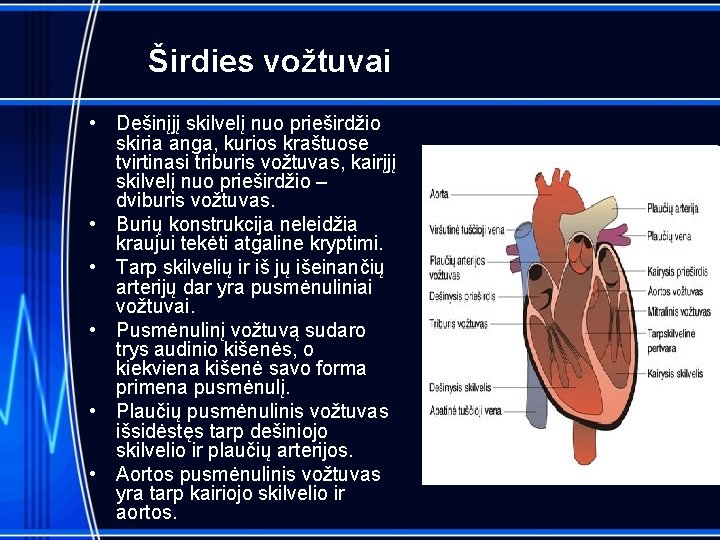 Širdies vožtuvai • Dešinįjį skilvelį nuo prieširdžio skiria anga, kurios kraštuose tvirtinasi triburis vožtuvas,